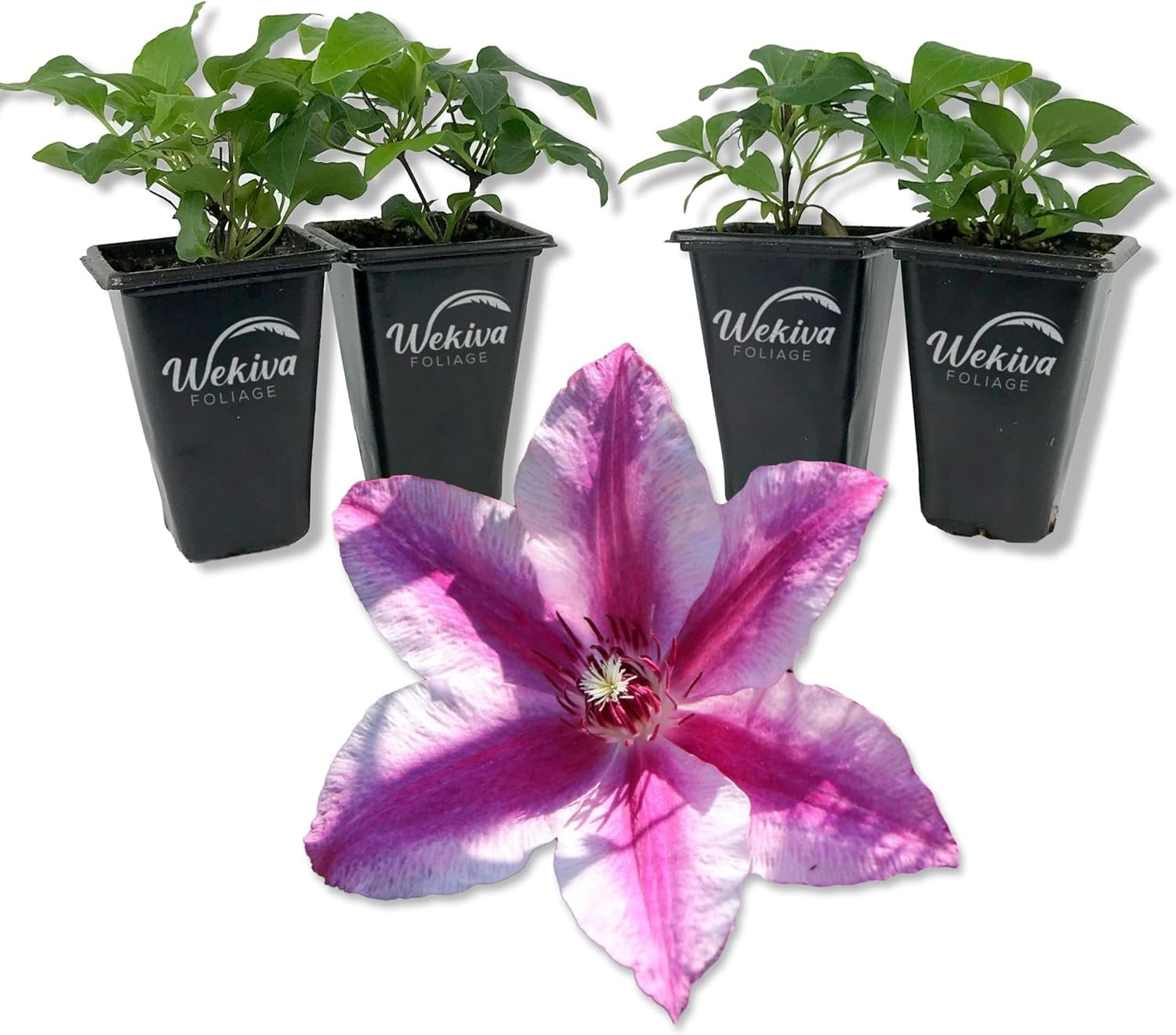 Clematis Carnaby 4 Live Starter Plants in 2 Inch Growers Pots