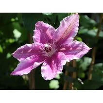 Clematis Carnaby - Live Plant in a 4 Inch Growers Pot - Clematis 'Carnaby' - Starter Plants Ready for The Garden - Beautiful Deep Pink and Red Flowering Vine