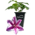thumbnail image 1 of Clematis Carnaby - Live Starter Plant in a 2 Inch Growers Pot - Starter Plants Ready for The Garden - Beautiful Deep Pink Flowering Vine, 1 of 6