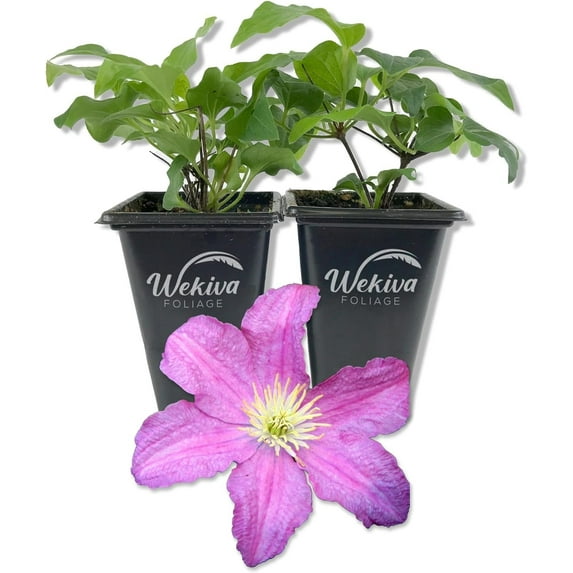 Clematis Comtesse De Bouchaud - 2 Live Starter Plants in 2 Inch Growers Pots - Starter Plants Ready for The Garden - Rare Clematis for Collectors