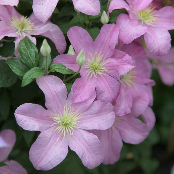 Clematis Comtesse de Bouchard - Live Plant in a 4 Inch Growers Pot - Clematis 'Comtesse de Bouchard' - Ready to Be Planted - Beautiful Pink Bloom Flowering Vine