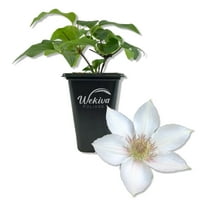 Clematis Corinne - Live Starter Plant in a 2 Inch Growers Pot - Starter Plants Ready for The Garden - Rare Clematis for Collectors