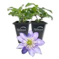 thumbnail image 1 of Clematis Crystal Fountain - 2 Live Starter Plants in 2 Inch Growers Pots - Starter Plants Ready for The Garden - Rare Clematis for Collectors, 1 of 7