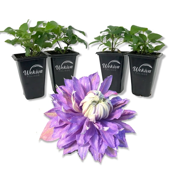 Clematis Diamantina - 4 Live Starter Plants in 2 Inch Growers Pots - Starter Plants Ready for The Garden - Rare Clematis for Collectors