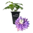 thumbnail image 1 of Clematis Diamantina - Live Starter Plant in a 2 Inch Growers Pot - Starter Plants Ready for The Garden - Rare Clematis for Collectors, 1 of 7