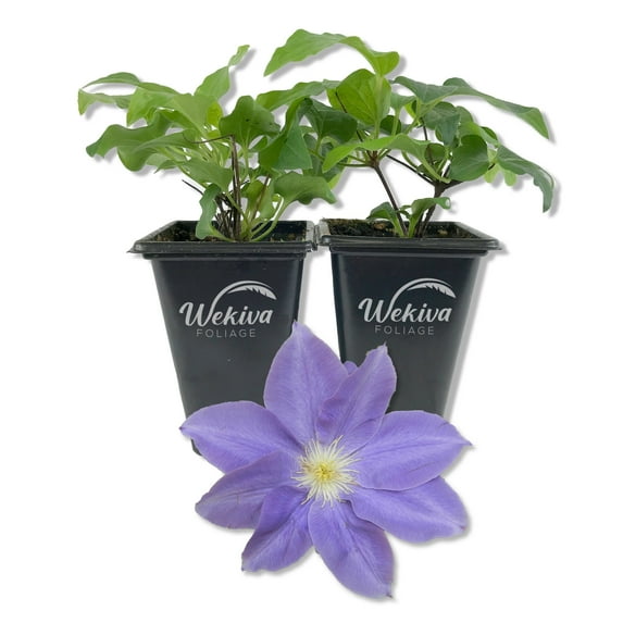 Clematis Diana's Delight - 2 Live Starter Plants in 2 Inch Growers Pots - Starter Plants Ready for The Garden - Rare Clematis for Collectors