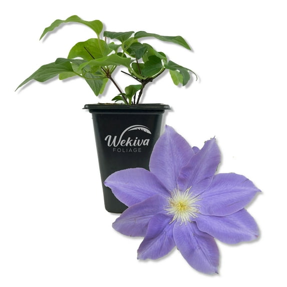 Clematis Diana's Delight - Live Starter Plant in a 2 Inch Growers Pot - Starter Plants Ready for The Garden - Rare Clematis for Collectors