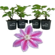 Clematis Dr. Rupple - 4 Live Starter Plants in 2 Inch Growers Pots - Starter Plants Ready for The Garden - Beautiful Deep Pink Bloom Flowering Vine