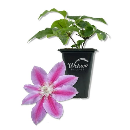 Clematis Dr. Rupple - Live Starter Plant in a 2 Inch Grower Pot - Clematis 'Dr. Rupple' - Starter Plants Ready for The Garden - Beautiful Deep Pink Bloom Flowering Vine
