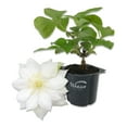 thumbnail image 1 of Clematis Duchess of Edinburgh - Live Starter Plant in a 2 Inch Growers Pot - Starter Plants Ready for The Garden - Beautiful White Bloom Flowering Vine, 1 of 7