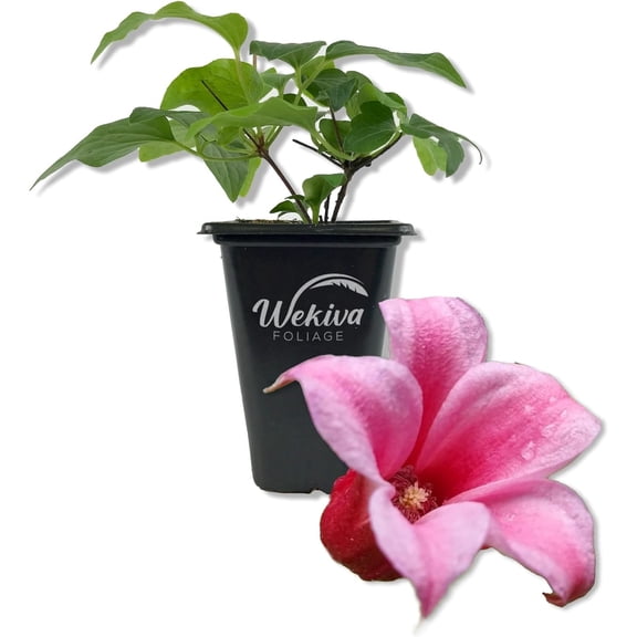 Clematis Duchess of Albany - Live Starter Plant in a 2 Inch Growers Pot - Starter Plants Ready for The Garden - Rare Clematis for Collectors