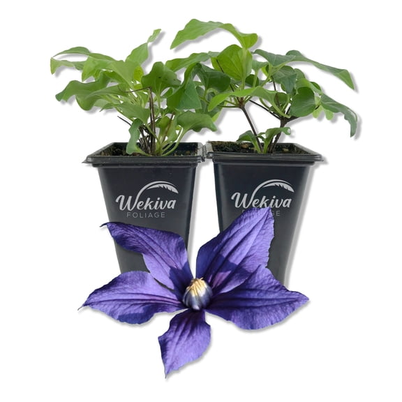 Clematis Durandii - 2 Live Starter Plants in 2 Inch Growers Pots - Starter Plants Ready for The Garden - Rare Clematis for Collectors