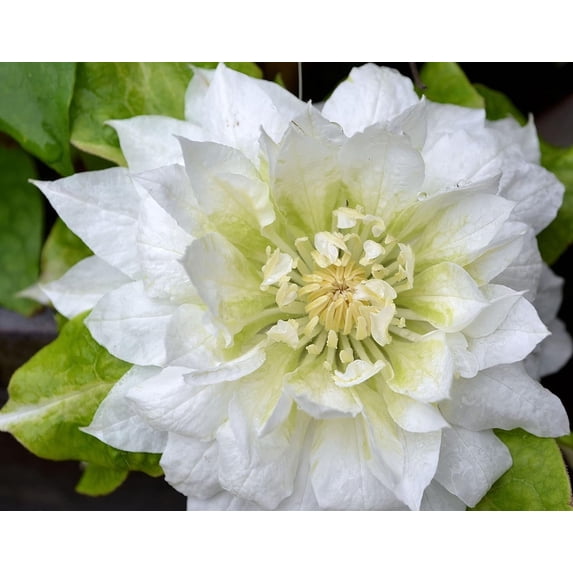 Clematis Dutchess of Edinburgh - 3 Live Plants in 4 Inch Growers Pots - Clematis 'Dutchess of Edinburgh' - Starter Plants Ready for The Garden - Beautiful White Bloom Flowering Vine