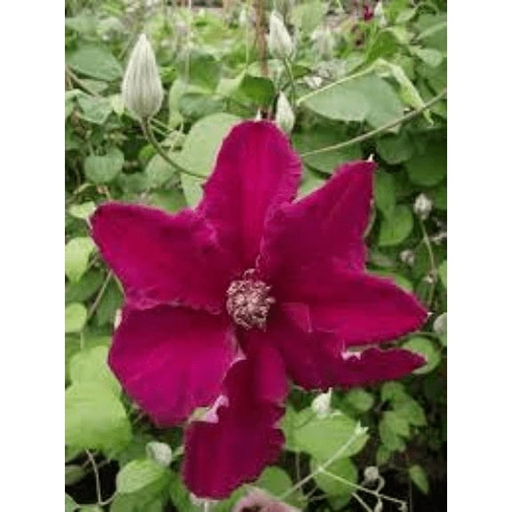 Clematis 'Earnest Markham' in a 4" pot