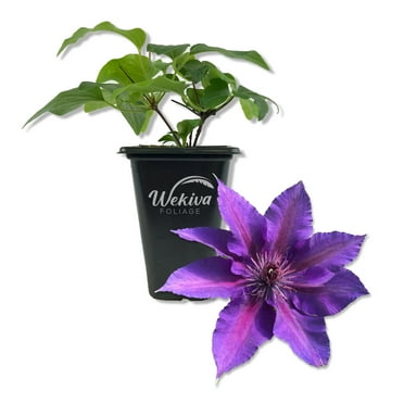 Clematis Edda - Live Starter Plant in a 2 Inch Growers Pot - Starter Plants Ready for The Garden - Rare Clematis for Collectors