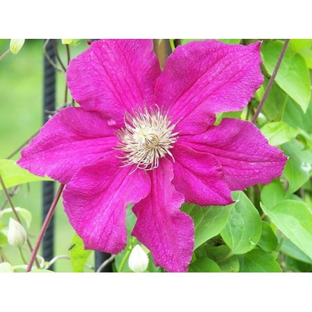Clematis Ernest Markham - 3 Live Plants in 4 Inch Growers Pots - Clematis 'Ernest Markham' - Starter Plants Ready for The Garden - Beautiful Maroon Flowering Vine