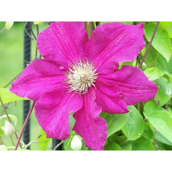 Clematis Ernest Markham - 3 Live Plants in 4 Inch Growers Pots - Clematis 'Ernest Markham' - Starter Plants Ready for The Garden - Beautiful Maroon Flowering Vine
