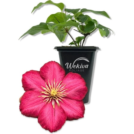 Clematis Ernest Markham - Live Starter Plant in a 2 Inch Pot - Starter Plants Ready for The Garden - Beautiful Maroon Flowering Vine