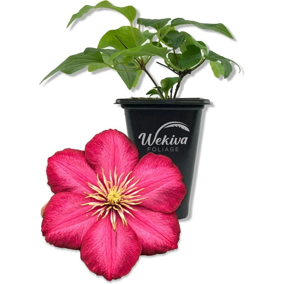 Clematis Ernest Markham - Live Starter Plant in a 2 Inch Pot - Starter Plants Ready for The Garden - Beautiful Maroon Flowering Vine