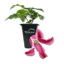 Clematis Etoile Rose - Live Starter Plant in a 2 Inch Growers Pot - Starter Plants Ready for The Garden - Rare Clematis for Collectors