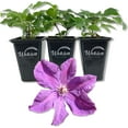 thumbnail image 1 of Clematis Etoile Violette - 3 Live Starter Plants in 2 Inch Growers Pots - Starter Plants Ready for The Garden - Rare Clematis for Collectors, 1 of 6