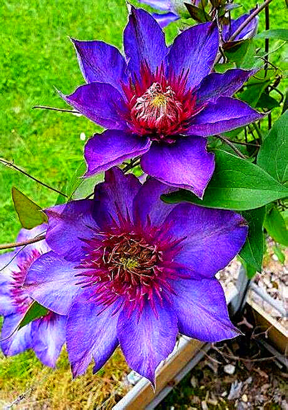 Clematis Enthusiasts