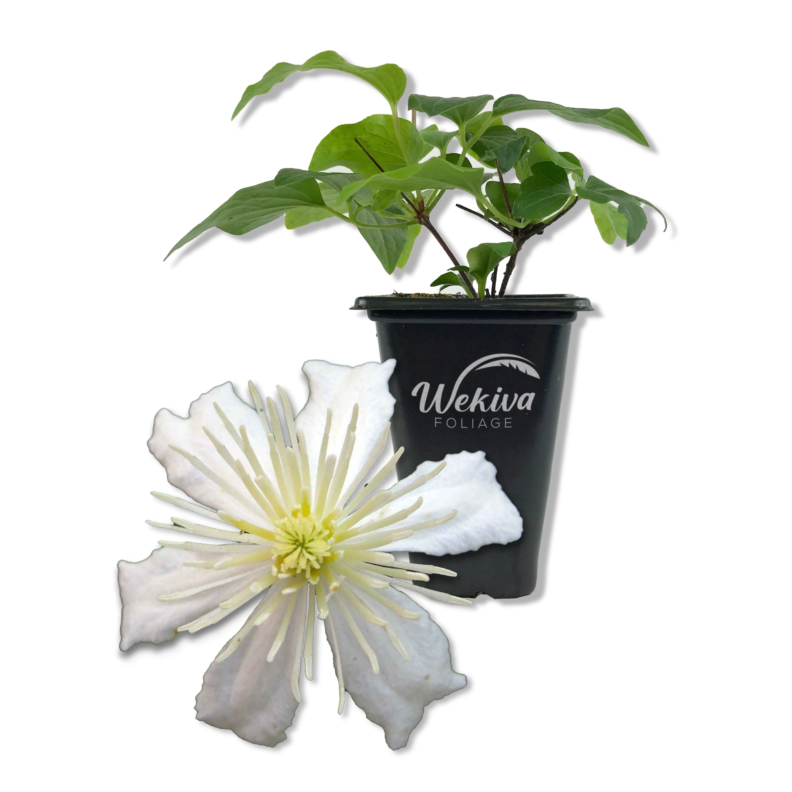 Clematis Variety Pack 3 Live Starter Plants in 2 Inch Pots Grower's