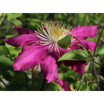Clematis Fireflame - Live Plant in a 4 Inch Growers Pot - Clematis 'Fireflame' - Starter Plants Ready for The Garden - Beautiful Reddish Pink Flowering Vine
