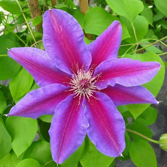 Clematis Fireworks - 5 Live Plants in 4 Inch Growers Pots - Clematis 'Fireworks' - Starter Plants Ready for The Garden - Beautiful Deep Pink and Purple Flowering Vine