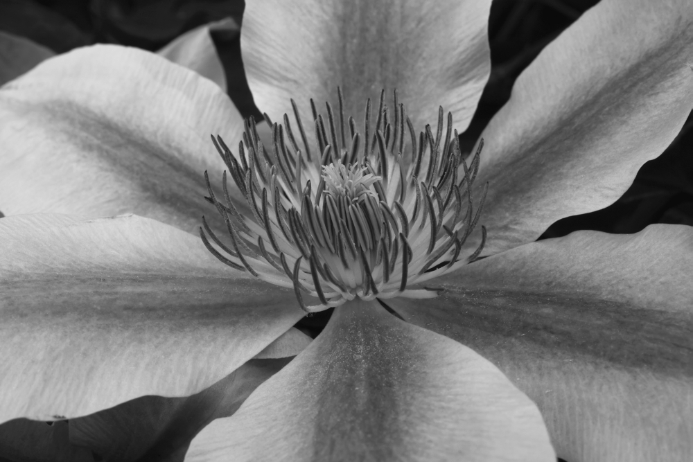 Clematis Foster Quebec Canada Canvas Art - David Chapman Design Pics (19 x 12)