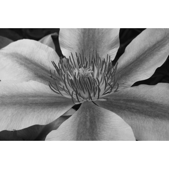 Clematis Foster Quebec Canada Canvas Art - David Chapman Design Pics (19 x 12)