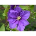 thumbnail image 1 of Clematis General Sikorski - Live Plant in a 4 Inch Growers Pot - Clematis 'General Sikorski' - Starter Plants Ready for The Garden - Beautiful Dark Lavender Flowering Vine, 1 of 5