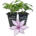 thumbnail image 1 of Clematis Giselle - 2 Live Starter Plants in 2 Inch Growers Pots - Starter Plants Ready for The Garden - Rare Clematis for Collectors, 1 of 6