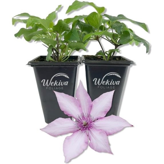 Clematis Giselle - 2 Live Starter Plants in 2 Inch Growers Pots - Starter Plants Ready for The Garden - Rare Clematis for Collectors