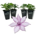 thumbnail image 1 of Clematis Giselle - 4 Live Starter Plants in 2 Inch Growers Pots - Starter Plants Ready for The Garden - Rare Clematis for Collectors, 1 of 6