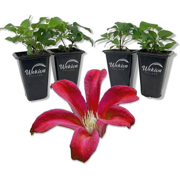 Clematis Gravetye Beauty - 4 Live Starter Plants in 2 Inch Growers Pots - Starter Plants Ready for The Garden - Rare Clematis for Collectors