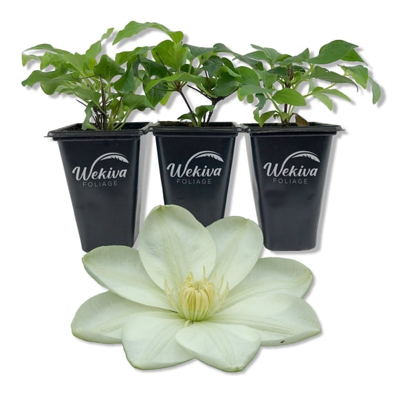 Clematis Guernsey Cream - 3 Live Starter Plants in 2 Inch Growers Pots - Starter Plants Ready for The Garden - Rare Clematis for Collectors