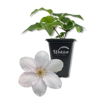 Clematis Guernsey Flute - Live Starter Plant in a 2 Inch Growers Pot - Starter Plants Ready for The Garden - Rare Clematis for Collectors