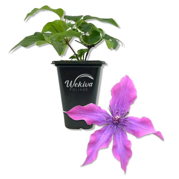 Clematis Guiding Promise - Live Starter Plant in a 2 Inch Growers Pot - Starter Plants Ready for The Garden - Rare Clematis for Collectors