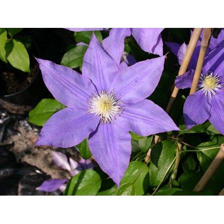 Clematis HF Young - Live Plant in a 4 Inch Growers Pot - Clematis 'HF Young' - Starter Plants Ready for The Garden - Beautiful Light Purple Flowering Vine