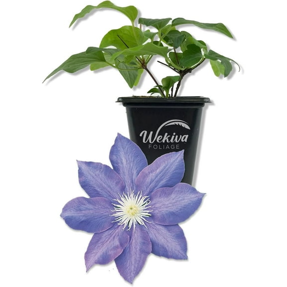 Clematis HF Young - Live Starter Plant in a 2 Inch Growers Pot - Starter Plants Ready for The Garden - Rare Clematis for Collectors