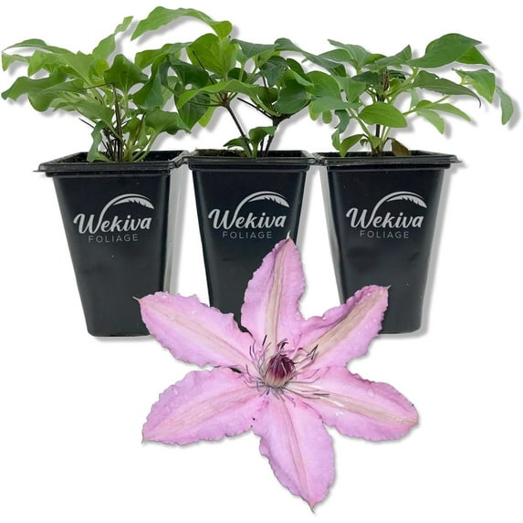 Clematis Hagley Hybrid - 3 Live Starter Plants in 2 Inch Growers Pots - Starter Plants Ready for The Garden - Beautiful White and Purple Flowering Vine
