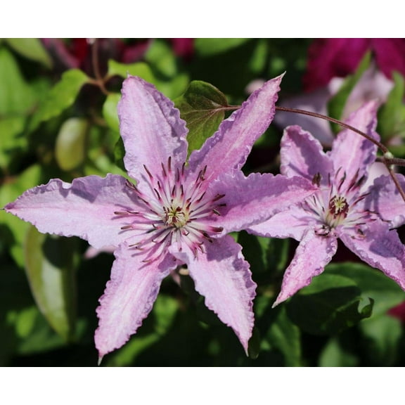 Clematis Hagley Hybrid - Live Plant in a 4 Inch Growers Pot - Clematis 'Hagley Hybrid' - Starter Plants Ready for The Garden - Beautiful White and Purple Flowering Vine