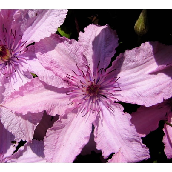 Clematis Hagley Hybrid (Pink Chiffon) Vine - 2.5" Pot