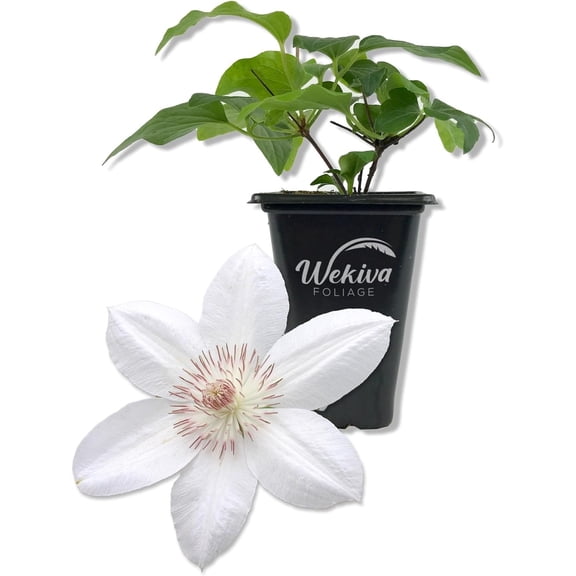 Clematis Henryi - Live Starter Plant in a 2 Inch Growers Pot - Starter Plants Ready for The Garden - Beautiful White Flowering Vine