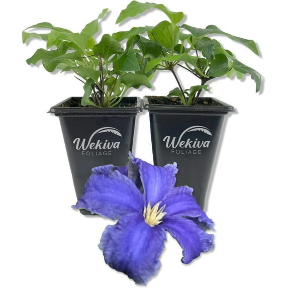 Clematis Heracleifolia - 2 Live Starter Plants in 2 Inch Growers Pots - Starter Plants Ready for The Garden - Rare Clematis for Collectors