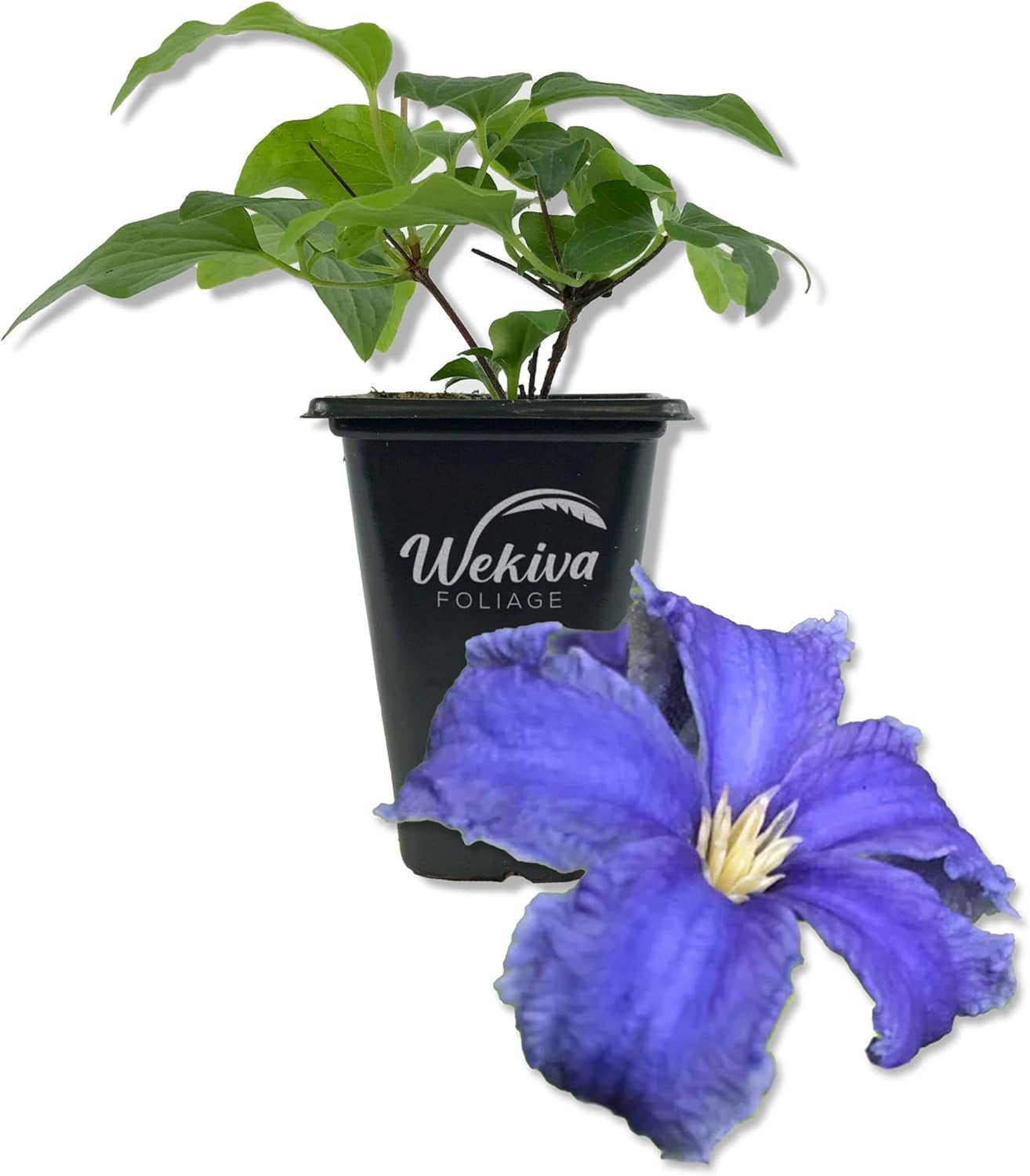 Clematis Variety Pack 3 Live Starter Plants in 2 Inch Pots Grower's
