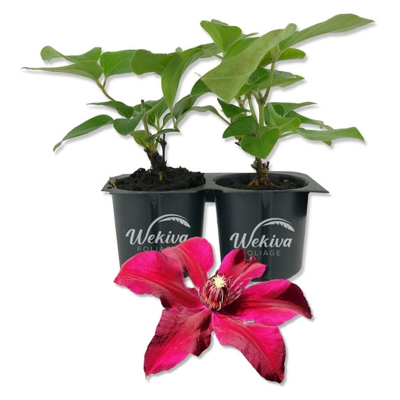 Clematis Huvi - 2 Live Starter Plants in 2 Inch Growers Pots - Starter Plants Ready for The Garden - Beautiful Scarlet Flowering Vine