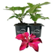 Clematis Huvi - 2 Live Starter Plants in 2 Inch Growers Pots - Starter Plants Ready for The Garden - Beautiful Scarlet Flowering Vine