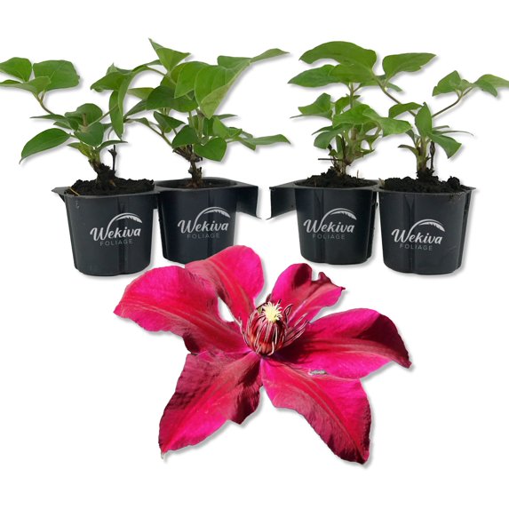 Clematis Huvi - 4 Live Starter Plants in 2 Inch Growers Pots - Starter Plants Ready for The Garden - Beautiful Scarlet Flowering Vine